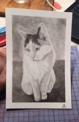 Katze Shiva/Format A5