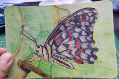 Postkarte Schmetterling Frontansicht