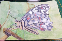 Postkarte Schmetterling gekippte Ansicht