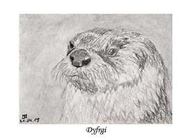 Dyfrgi A7