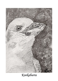 Kookaburra A7