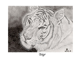 Teigr A7