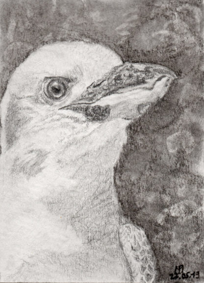 Kookaburra