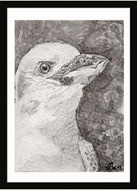 Kookaburra Sticker