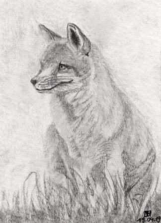 Llwynog Print