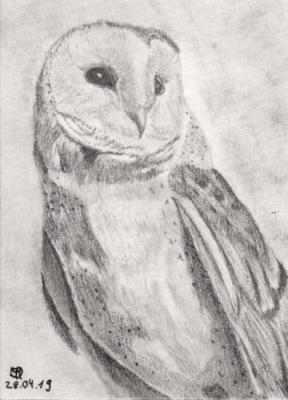 Tylluan Wen Print