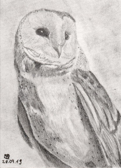 Tylluan Wen Print